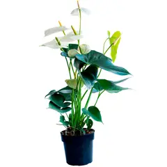 Veiling Holambra - Anthurium Sumy Pote 17