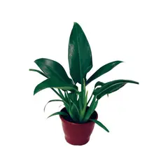 Veiling Holambra - Philodendro Pacová Pote 19