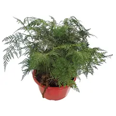 Veiling Holambra - Renda Francesa Cuia 25