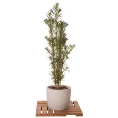 Veiling Holambra - Podocarpus Planta Verde