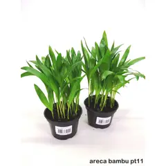 Veiling Holambra - Areca Bambu Pote 11