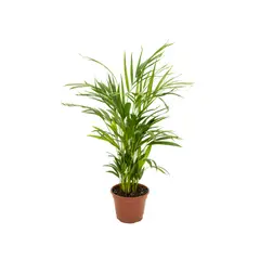 Veiling Holambra - Areca Bambu Pote 17