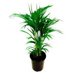 Veiling Holambra - Areca Bambu Pote 24