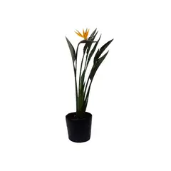 Veiling Holambra - Strelitzia
