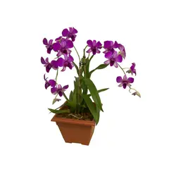 Veiling Holambra - Orquídea Denphalae Pote 12 Sortido