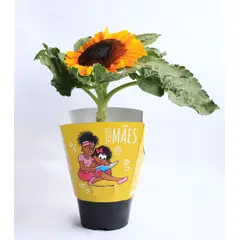 Timlog - Girassol Pote 11 Planta Natural