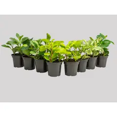 Timlog - Peperômia Cuia 13 Sortida Planta Natural