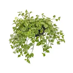 Timlog - Peperômia Scandens Cuia 32 Planta Natural