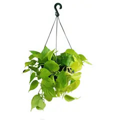 Timlog - Pendente Plantas Diversas Cuia 25 Planta Natural