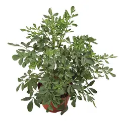 Timlog - Arruda Pote 19 Planta Natural
