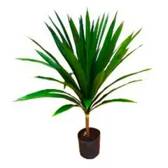 Timlog - Dracena Arbórea 80cm Planta Natural