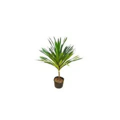 Timlog - Dracena Arbórea 1,20m Planta Natural