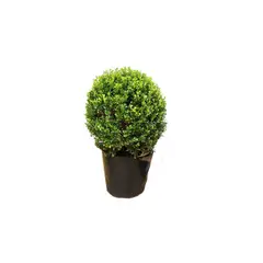 Timlog - Arbusto Buxinho Pote 27 Planta Natural