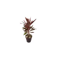 Timlog - Cordyline 50cm Planta Natural
