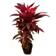 Timlog - Cordyline 1 metro Planta Natural