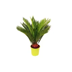 Timlog - Cycas 50cm Planta Natural