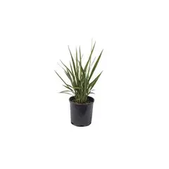 Timlog - Dionela Pote 15 Verde
