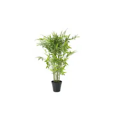 Timlog - Dracena Bambu Pote 20 Planta Natural