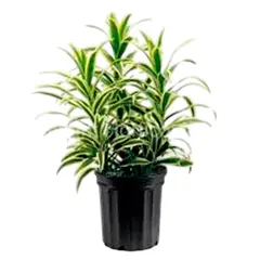Timlog - Dracena Pleomele Pote 24 Planta Natural