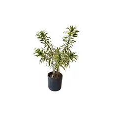 Timlog - Dracena Pleomele Pote 27 Planta Natural