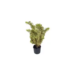 Timlog - Dracena Pleomele Pote 30 Planta Natural