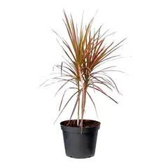 Timlog - Dracena Tricolor 50cm Planta Natural