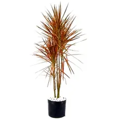 Timlog - Dracena Tricolor 80cm Planta Natural