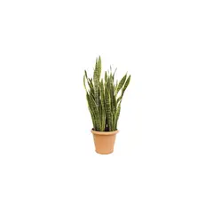 Timlog - Espada de São Jorge Vaso 08 Planta Natural