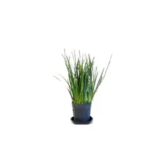 Timlog - Moréia Pote 15 Planta Natural