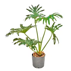 Timlog - Philodendron Guaimbé Pote 24 Planta Natural