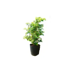 Timlog - Árvore Jabuticabeira Planta Natural
