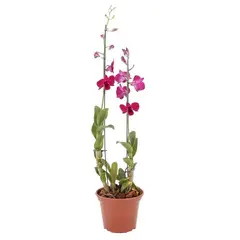 Timlog - Orquídea Denphalae Pote 15 Sortida Planta Natural