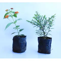 Timlog - Forração de Flores Mistas Natural