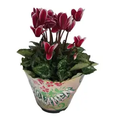 Timlog - Cyclamen Pote 11 Planta Natural
