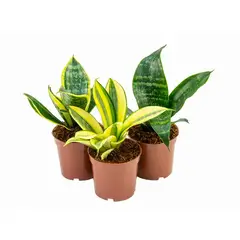undefined - Sansevieria mini mix Pote 06