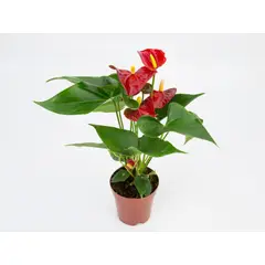 undefined - Anthurium Mini Milion Flowers Pote 09
