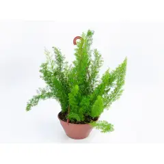 undefined - Aspargo Alfinete Cuia 21