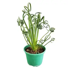 undefined - Planta do deserto Bloem Afrika Pote 14