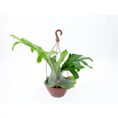 undefined - Platycerium Cuia 21