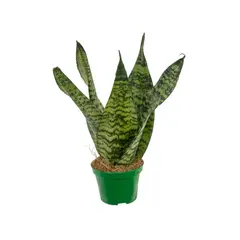 undefined - Sansevieria Coroa Dinamarquesa Pote 15