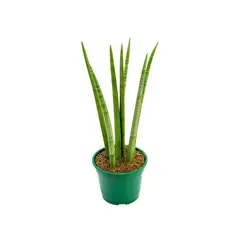 undefined - Sansevieria Japonesa New Way Pote 12