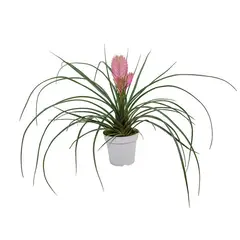 undefined - Tillandsia Pote 12