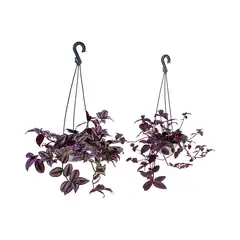 undefined - Tradescantia variada Cuia 13