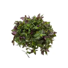 undefined - Tradescantia zebrina Cuia 21