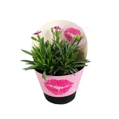 Timlog - Diantus Kiss Pote 11