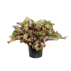 undefined - Begonia Beleaf Pote 15