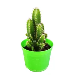 undefined - Cactus Castelo de Fadas Pote 09