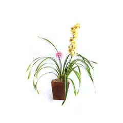 undefined - Orquídea Cymbidum Mix