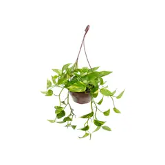 undefined - Jiboia Verde Pendente Cuia 21