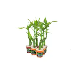 undefined - Dracena Lucky Bamboo Pote 06